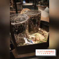 Mille milliards de fourmis au Palais de la Découverte