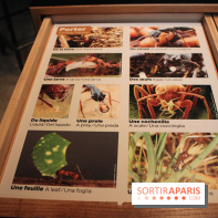 Mille milliards de fourmis au Palais de la Découverte