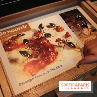 Mille milliards de fourmis au Palais de la Découverte