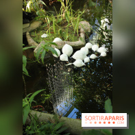 Noces Végétale au Jardin des Plantes : ilots