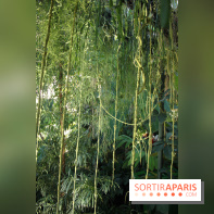 Noces Végétales au Jardin des Plantes : la traversée végétale