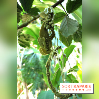 Noces Végétales au Jardin des Plantes