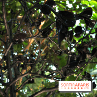 Noces Végétales au Jardin des Plantes : le marié