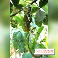 Noces Végétales au Jardin des Plantes