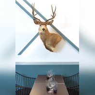 Jeanne b : le cerf de la table d'hôte