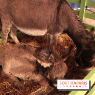 Les Enchanteurs de Noël au Château de Vincennes