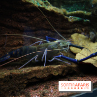 Aquarium de la Porte Dorée à Paris