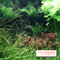 Aquarium de la Porte Dorée à Paris