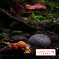 Aquarium de la Porte Dorée à Paris