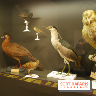 Exposition Nuit au Muséum Natinaol d'Histoire Naturelle