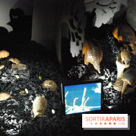 Exposition Nuit au Muséum Natinaol d'Histoire Naturelle