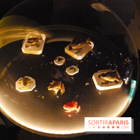 Exposition Nuit au Muséum Natinaol d'Histoire Naturelle