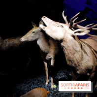 Exposition Nuit au Muséum Natinaol d'Histoire Naturelle