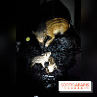 Exposition Nuit au Muséum Natinaol d'Histoire Naturelle