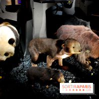 Exposition Nuit au Muséum Natinaol d'Histoire Naturelle