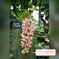 Mille & une orchidées 2014, l'exposition au Jardin des plantes