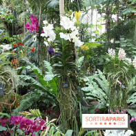 Mille & une orchidées 2014, l'exposition au Jardin des plantes
