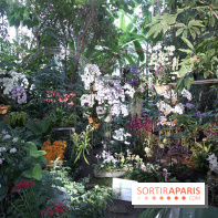 Mille & une orchidées 2014, l'exposition au Jardin des plantes