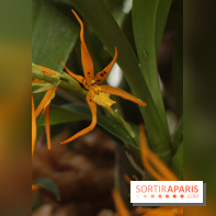 Mille & une orchidées 2014, l'exposition au Jardin des plantes