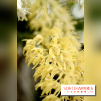 Mille & une orchidées 2014, l'exposition au Jardin des plantes