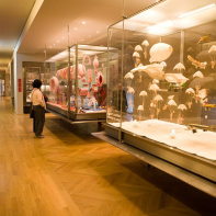Visuel - Musée des Arts Décoratifs