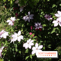 Journées de la Rose 2014