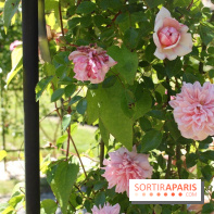 Journées de la Rose 2014