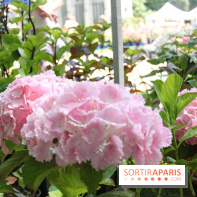 Journées de la Rose 2014