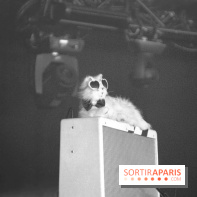 Solidays 2014 - Chat de HollySiz