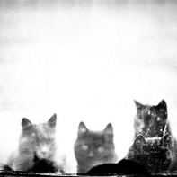 Jean-François Spricigo