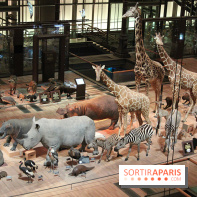 Grande Galerie de l'Evolution - savane