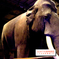 Grande Galerie de l'Evolution