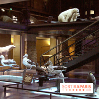 Grande Galerie de l'Evolution - banquise