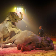 Cirque Pinder : Mickael Brady