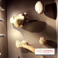 La Grotte de Lascaux à Paris !