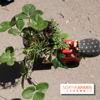 Jardins, jardin 2015 aux Tuileries