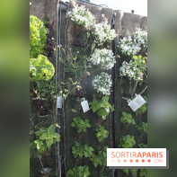 Le Paris sous les fraises des Galeries Lafayette