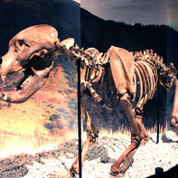 Préhistoire(s), l'enquête