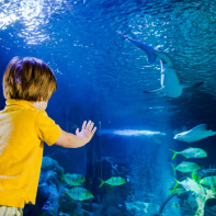 SEA LIFE, l'aquarium