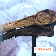 Autour des dinosaures au Palais de la Découverte