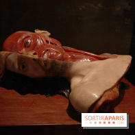 Le nouveau Musée de l'Homme