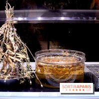 Darwin, l'exposition à la Cité des Sciences