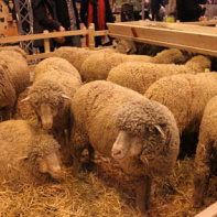 Salon de l'Agriculture 2012