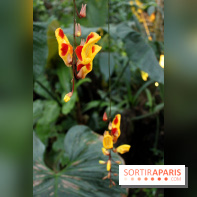 Mille & une orchidées 2016 au Jardin des Plantes, les photos