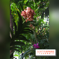Mille & une orchidées au Jardin des Plantes, les photos