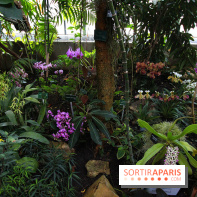 Mille & une orchidées au Jardin des Plantes, les photos