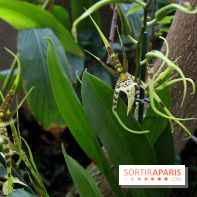 Mille & une orchidées au Jardin des Plantes, les photos
