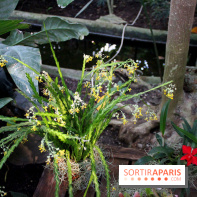 Mille & une orchidées au Jardin des Plantes, les photos