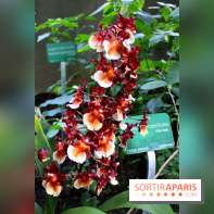 Mille & une orchidées au Jardin des Plantes, les photos