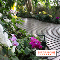 Mille & une orchidées au Jardin des Plantes, les photos